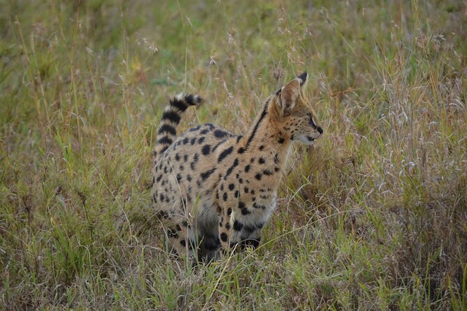4 Days Tanzania Lodge Safari With Two Nights at Serengeti - Safari Logistics