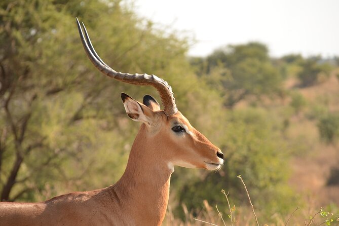 4 Days Tanzania Lodge Safari With Two Nights at Serengeti - Cancellation Policy