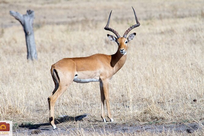 4 Days Tanzania Luxury Camping Safari - Meeting and Pickup Details