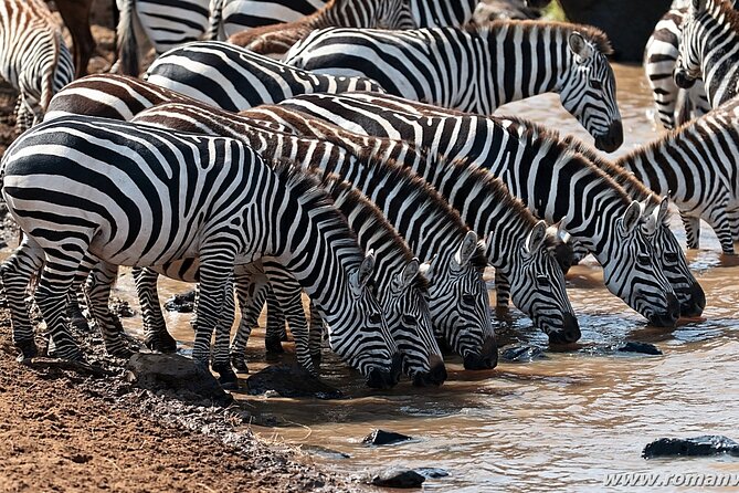 4 Days Tanzania Luxury Camping Safari - Accommodation and Camping