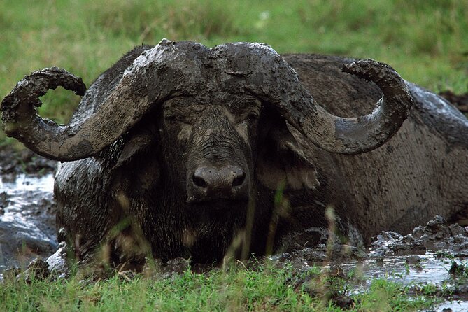 4 Days Tanzania Luxury Camping Safari - Packing and Preparation Tips