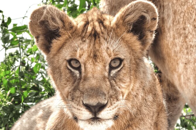 4 Days Tanzania National Parks Private Safari From Zanzibar - Itinerary Overview