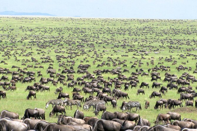 4 Days Tanzania National Parks Private Safari From Zanzibar - Pickup and Accessibility