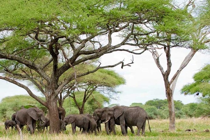 4 Days Tanzania National Parks Private Safari From Zanzibar - Reviews and Ratings