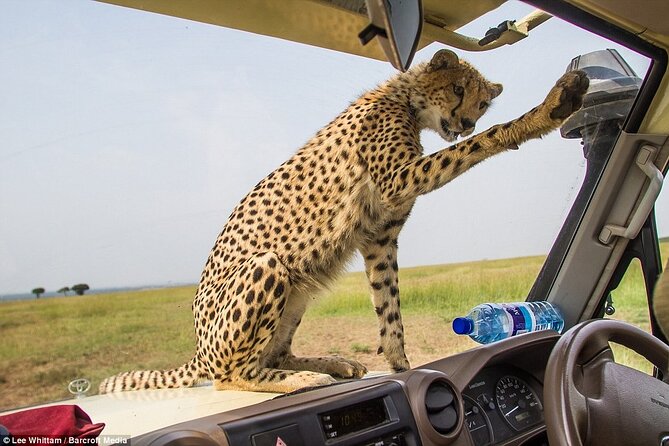 4 Days Tanzania National Parks Private Safari From Zanzibar - Communication and Accommodations