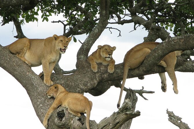 4 Days Tanzania National Parks Private Safari From Zanzibar - Recap