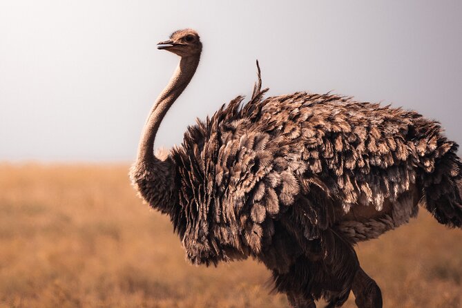 4 Days Tanzania Private Lodge Safari - Meals and Drinks