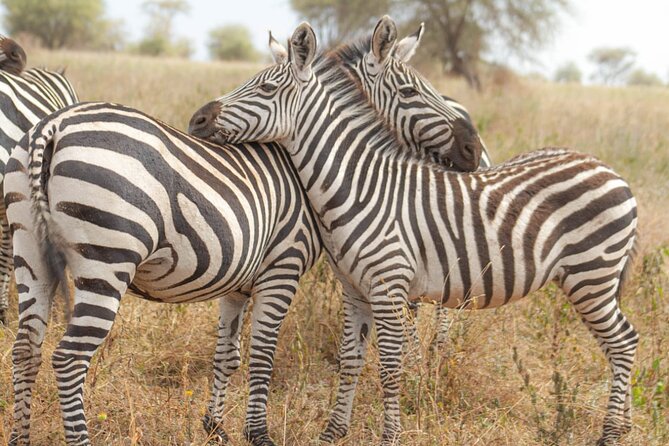 4 Days Tanzania Safari - Whats Included in the Tour