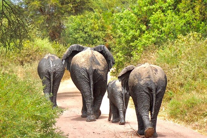 4 Days Tanzania Safari - Transportation and Pickup Details