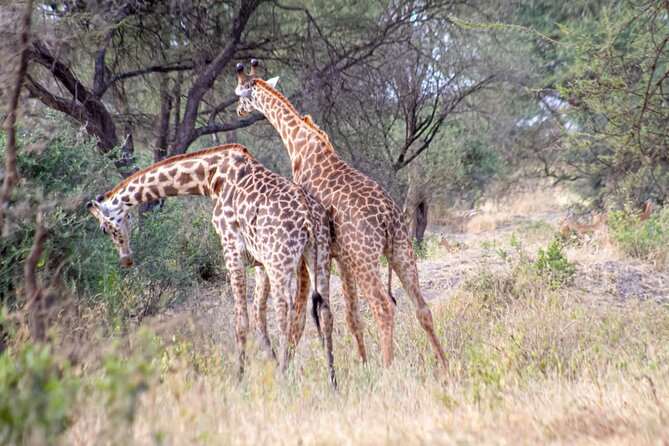 4 Days Tanzania Safari - Meals and Refreshments