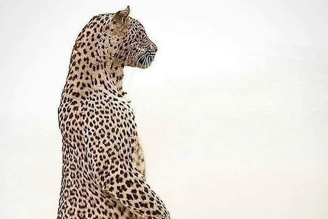 4 Days Tanzania Safari - Health and Accessibility