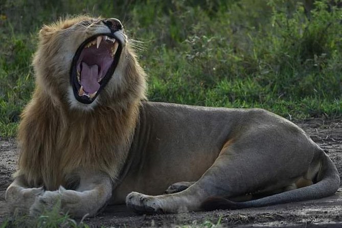 4 Days Tanzania Safari - Safari Highlights