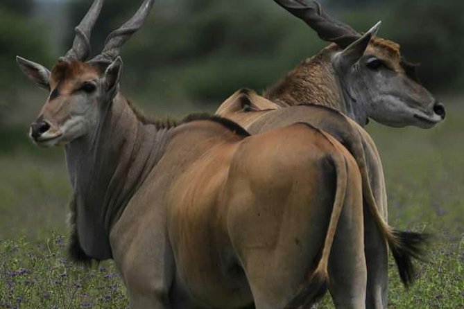 4 Days Tanzania Safari - Itinerary