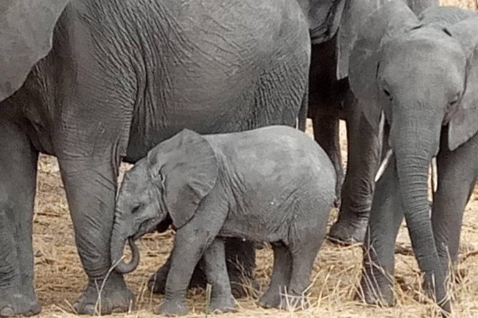 4 Days Tanzania Safari - Customer Reviews