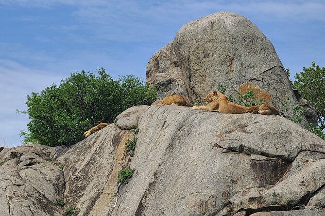 4 Days Tanzania Safari - Included Experiences