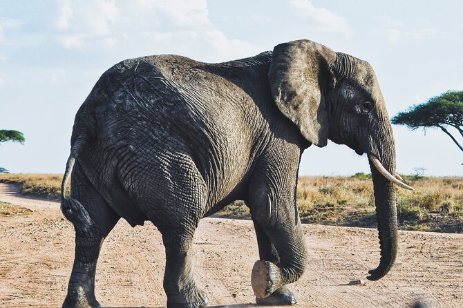 4 Days Tanzania Safari - Accommodation Options