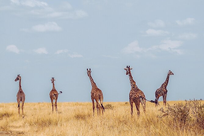 4 Days Tanzania Safari - Pricing and Booking