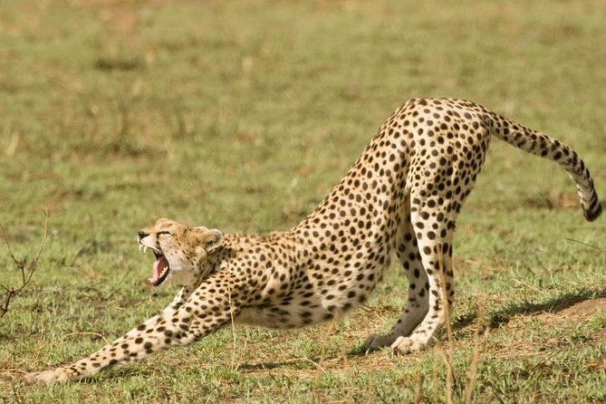4 Days Tanzania Safari- Lake Manyara NP, Serengeti Np and Ngorongoro Crater - Pickup and Transfer