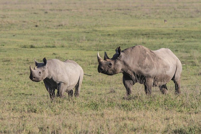 4 Days Tanzania Safari- Lake Manyara NP, Serengeti Np and Ngorongoro Crater - Wildlife Sightings