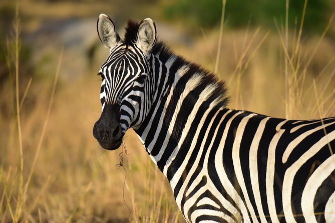 4 Days Tanzania Safari- Lake Manyara NP, Serengeti Np and Ngorongoro Crater - Camping and Accommodations