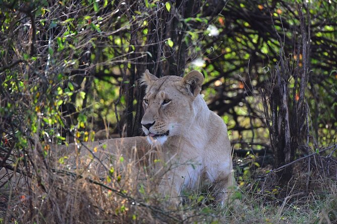 4 Days Tanzania Safari- Lake Manyara NP, Serengeti Np and Ngorongoro Crater - Itinerary and Destinations