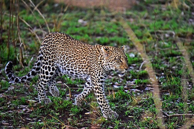 4 Days Tanzania Safari- Lake Manyara NP, Serengeti Np and Ngorongoro Crater - Past Guest Reviews