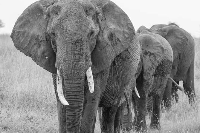 4 Days Tanzania Safari Tarangire, Serengeti and Ngorongoro Crater - Pricing and Guarantee