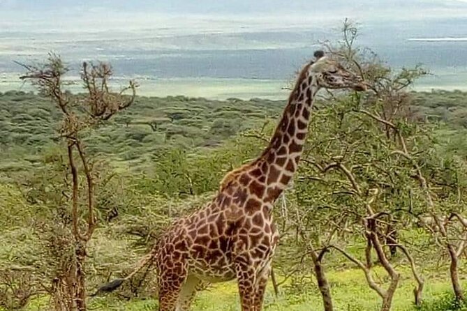 4 Days Tanzania Safari - Tarangire, Serengeti, Ngorongoro - Transportation and Logistics