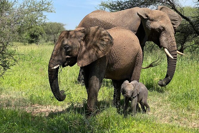 4 Days Tarangire National Park, Serengeti National Park and Ngorongoro Crater - Highlights of Tarangire National Park