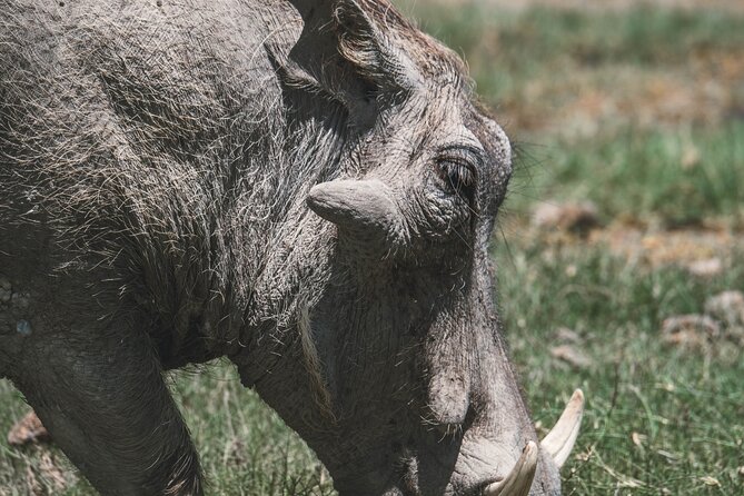 4 Days Tarangire, Serengeti and Ngorongoro Crater Camping Safari - Highlights of the Itinerary