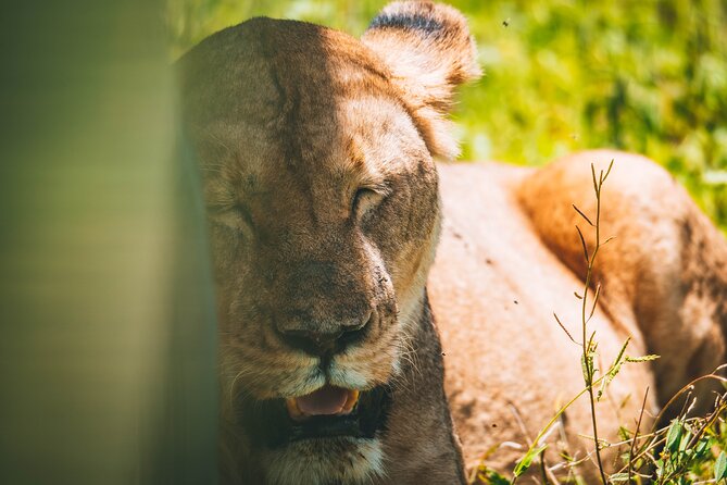4 Days Tarangire, Serengeti and Ngorongoro Crater Camping Safari - Whats Included and Excluded