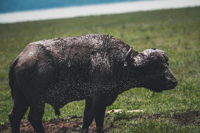 4 Days Tarangire, Serengeti and Ngorongoro Crater Camping Safari - Additional Information