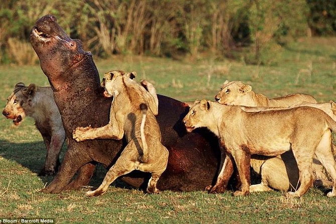 4 Days Tarangire Serengeti Ngorongoro Crater - Group Size Limit