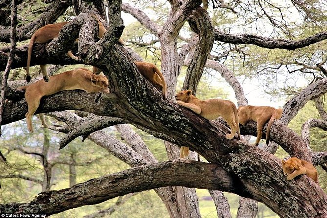 4 Days Tarangire Serengeti Ngorongoro Crater - Pricing and Guarantee