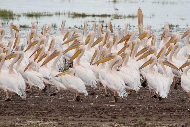 4 Days Tarangire Serengeti Ngorongoro Crater - Serengeti National Park