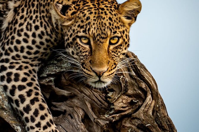 4 Days Tarangire, Serengeti & Ngorongoro Crater Joining Group - Pickup Information