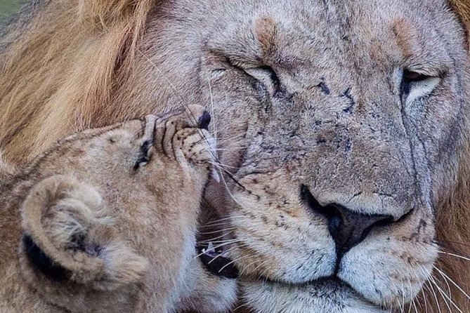 4 Days Tarangire, Serengeti & Ngorongoro - Destinations Explored