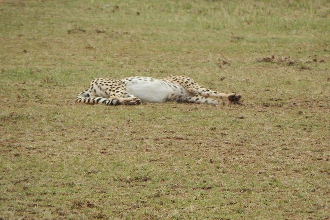 4 Days Tarangire, Serengeti & Ngorongoro - Group Size and Accessibility