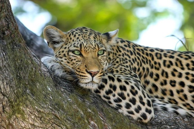 4 Days Tarangire,Serengeti & Ngorongoro Crater Budget Lodge Safari Tour Tanzania - Accommodation Details
