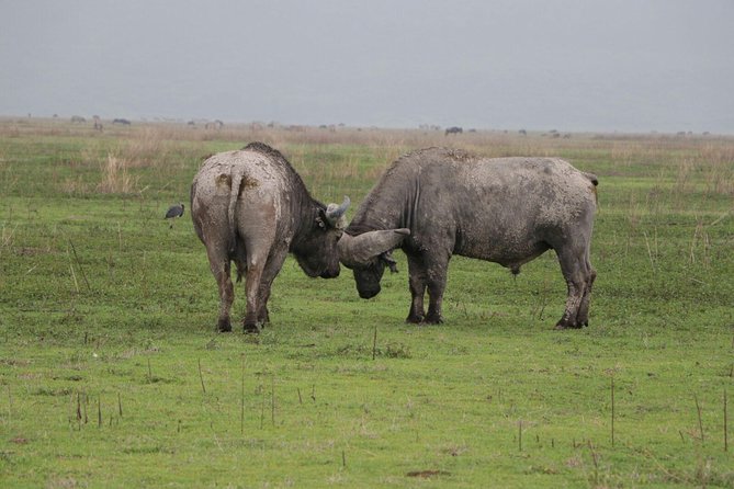 4 Days Tarangire,Serengeti & Ngorongoro Crater Budget Lodge Safari Tour Tanzania - Excluded Expenses