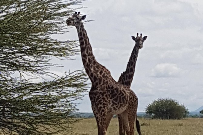 4 Days Tarangire,Serengeti & Ngorongoro Crater Budget Lodge Safari Tour Tanzania - Cost-Effective Safari Experience
