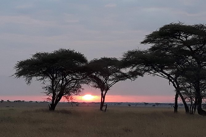 4 Days Tarangire,Serengeti & Ngorongoro Crater Budget Lodge Safari Tour Tanzania - Complimentary Day Tour