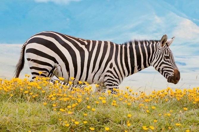4 Days Tarangire,Serengeti & Ngorongoro Crater Budget Lodge Safari Tour Tanzania - Recommended Considerations