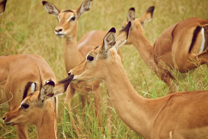 4 Days Tarangire,Serengeti & Ngorongoro Mid Range Camping Safari Tour Tanzania - Tarangire National Park