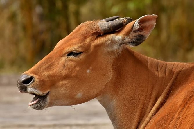 4 Days Tarangire,Serengeti & Ngorongoro Mid Range Camping Safari Tour Tanzania - Ngorongoro Conservation Area