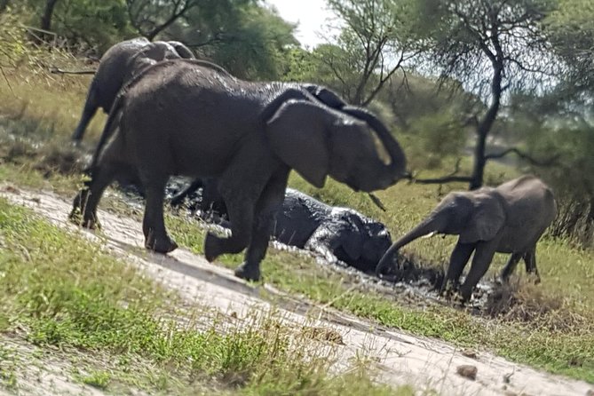 4 Days Tarangire,Serengeti & Ngorongoro Mid Range Camping Safari Tour Tanzania - Travel Insurance and Visas