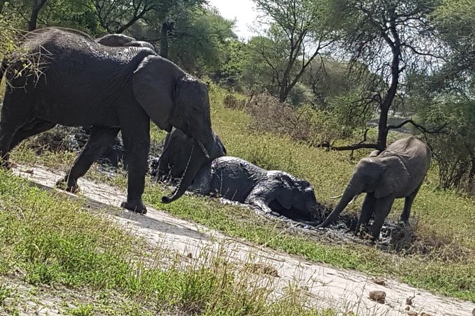 4 Days Tarangire,Serengeti & Ngorongoro Mid Range Camping Safari Tour Tanzania - Group Size and Safety