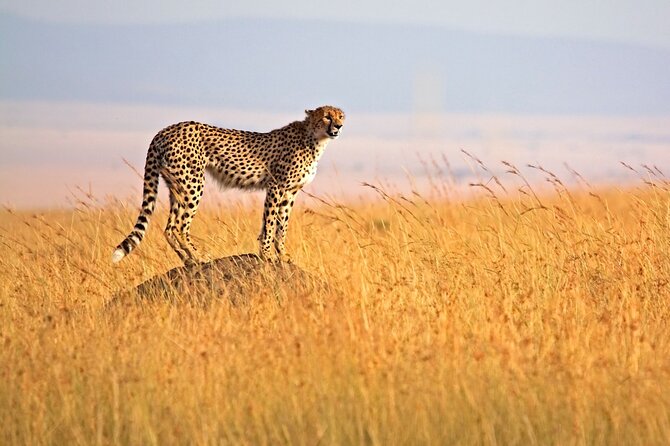 4 Days Tour Landcruiser in Masai Mara and Lake Nakuru - Inclusions