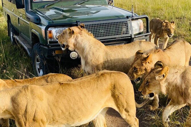 4 Days Tour Landcruiser in Masai Mara and Lake Nakuru - Nairobi to Masai Mara
