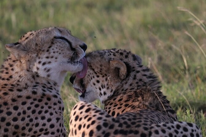 4 Days Tour Landcruiser in Masai Mara and Lake Nakuru - Masai Mara Game Drive